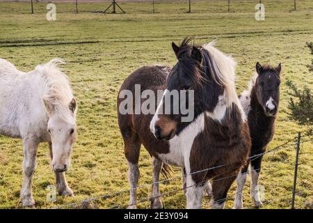 Iconici pony di Bodmin senza tempo in un campo su Bodmin Moor in Cornovaglia.