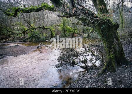 Un fiume che scorre attraverso le suggestive foreste di Metha nella valle di Lappa vicino a St Newlyn East in Cornovaglia. Foto Stock