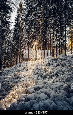 Sumava National Park è uno dei quattro parchi nazionali in Cechia. Esso si trova in due regioni meridionali creare un confine naturale tra la Repubblica Ceca Foto Stock