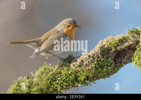 Rapina rossa sul ramo all'alba (Erithacus rubecula) Foto Stock