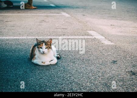 gatto randagio nascosto in un angolo della città una giornata estiva Foto Stock