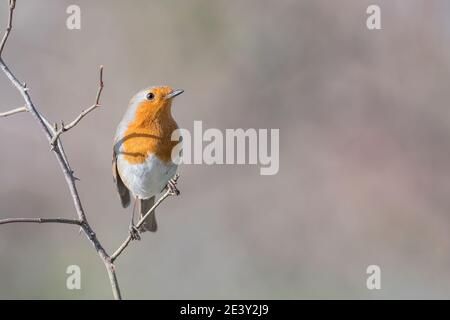 Robin arroccato su torbido (Erithacus rubbecula) Foto Stock