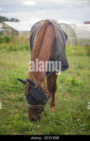 cavallo in una coperta protetta da zanzare pascoli vicino a. casa Foto Stock