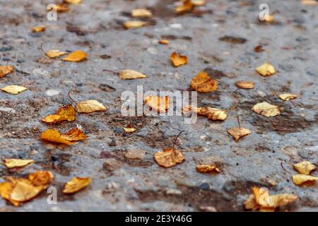 Foglie gialle cadute su lastra di cemento grigia. Foto Stock