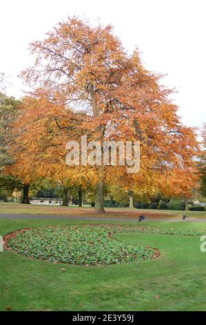 Autunno in Abington Park Northampton UK lascia le piante marroni abbagliante array bruciato marrone colori alberi parco percorso uccelli uccelli tempo uccello Foto Stock