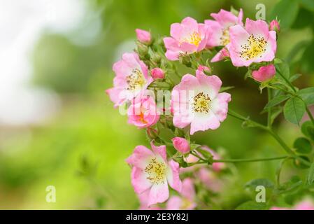 Heritage Rose, rosa rampante, Rose Kew Rambler, Rosa Kew Rambler Foto Stock