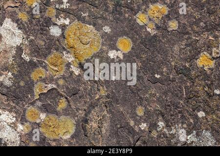 Pietra parete grunge stile textured primo piano sfondo colorato marrone e giallo con una superficie astratta texture lichen, foto stock Foto Stock