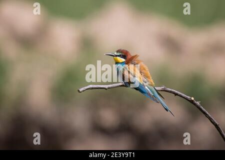 , Bienenfresser Merops apiaster, Europea gruccione Foto Stock