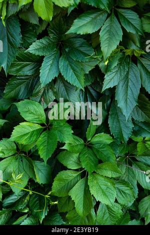 Foglie verdi di piante tropicali. Magnifici verdi succosi. Vita verde Foto Stock