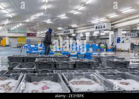 Asta di pesce le Guilvinec (Bretagna, Francia nord-occidentale). Vendita di pesce Foto Stock