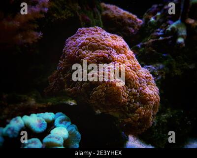 Euphyllia cristata - uva ramificata LPS corallo Foto Stock