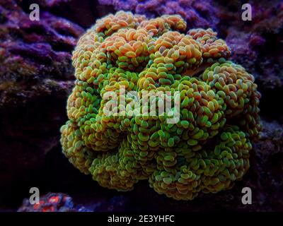 Euphyllia cristata - uva ramificata LPS corallo Foto Stock