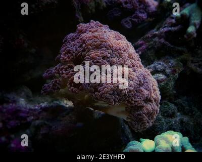 Euphyllia cristata - uva ramificata LPS corallo Foto Stock