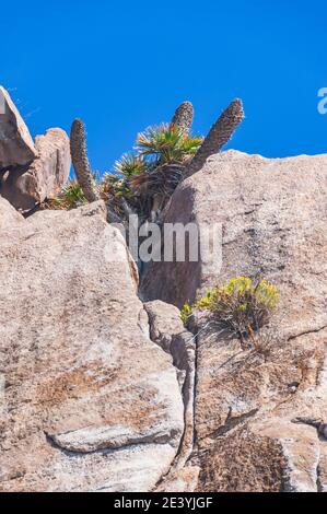 Isole Lipari - vegetazione scarsa a Bassiluzzo Foto Stock