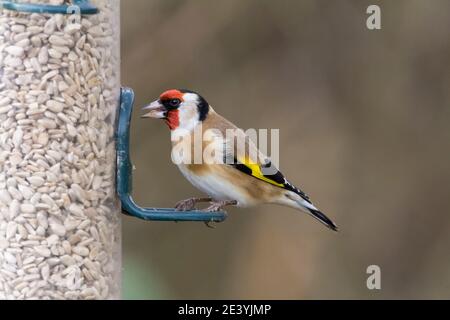 Goldfinch Carduelis carduelis a battente bianco nero e rosso rubino testa ali gialle e nere brillanti con macchie bianche piume di coda Foto Stock