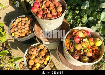 Contenitori per rifiuti organici biodegradabili con rifiuti alimentari e avanzi vegetali, box per compost da giardino per la produzione di compost. Compostaggio a casa concetto Foto Stock