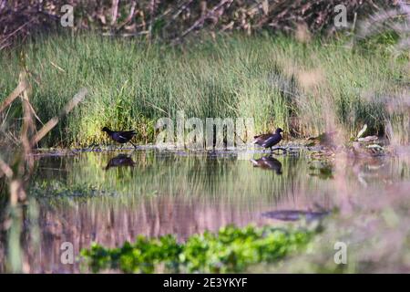 Un paio di Moorhen comune 'Gallinula chloropus'. La palude costiera di Vravrona si trova nell'AtticaQuesto paesaggio notevole, già famoso Foto Stock