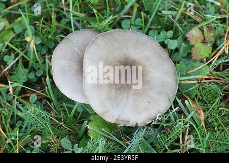 Melanoleuca melaleuca, conosciuto come cavalier calvo o cavaliere calvo, fungo selvatico dalla Finlandia Foto Stock