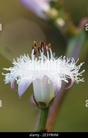 Menyanthes trifoliata, conosciuta come Buckbean, Bog Bean, Buck Bean o Marsh trifoglio Foto Stock