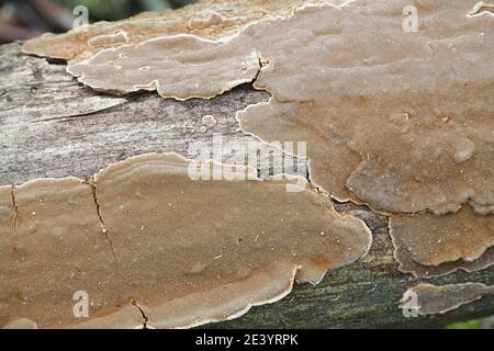 Phellinus conchatus, un fungo di staffa di riupinato dalla Finlandia senza nome inglese comune Foto Stock