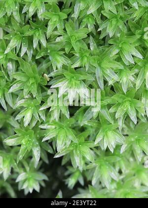 Mnium hornum, conosciuto come Thyme-muss collo di Swan Foto Stock