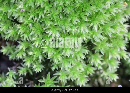 Mnium hornum, conosciuto come Thyme-muss collo di Swan Foto Stock