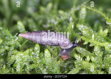 Clausilia bidentata, la chiocciola a due denti Foto Stock