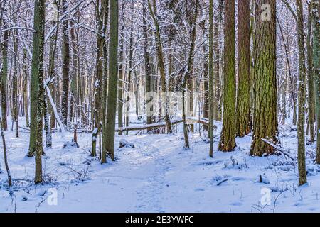 Inverno neve Foresta percorso scena Foto Stock