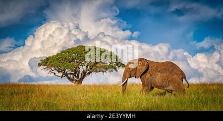 Icona della fauna selvatica africana Foto Stock