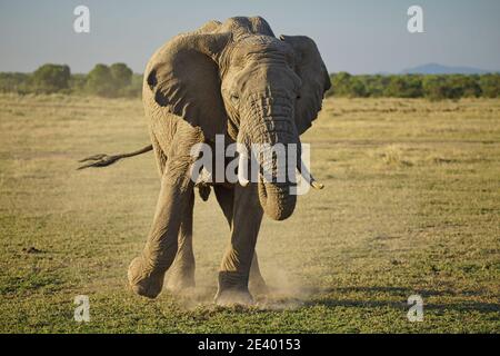 Un elefante ballò e agitò la coda, calciando la polvere sull'erba. Un gran numero di animali migrano al Masai Mara National Wildlife Refuge in K. Foto Stock