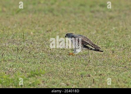 Falco-cucù africano (Aviceda cucoloides verreauxii) locuste di caccia per adulti Tembe Elephant Park, Sudafrica Novembre Foto Stock