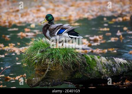 Foto con messa a fuoco selettiva. Mallard anatra su albero caduto. Foto Stock