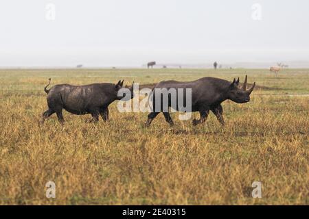 Due rinoceronti sotto la pioggia nella zona di conservazione di Ngorongoro, Tanzania Foto Stock