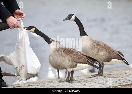 Berlino, Germania. 21 Gennaio 2021. A temperature intorno ai 13 gradi Celsius, le oche canadesi cercano di prendere uno o due morso al lago Tegel nel quartiere di Reinickendorf. Secondo i meteorologi, tuttavia, pioggia e docce di neve attraverseranno sempre più la capitale da ovest nei prossimi giorni. Credit: Wolfgang Kumm/dpa/Alamy Live News Foto Stock