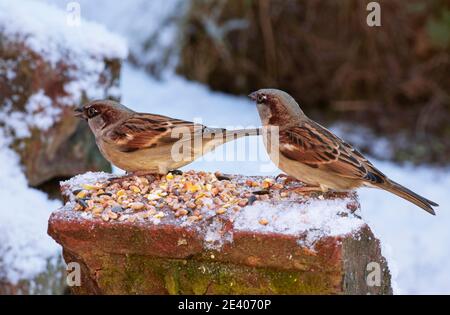 Gli uccelli da giardino si affidano all'alimentazione degli uccelli durante gli inverni duri nel REGNO UNITO Foto Stock