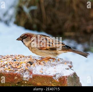 Gli uccelli da giardino si affidano all'alimentazione degli uccelli durante gli inverni duri nel REGNO UNITO Foto Stock