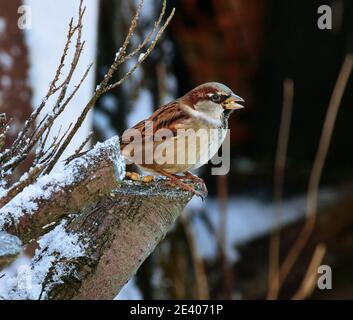 Gli uccelli da giardino si affidano all'alimentazione degli uccelli durante gli inverni duri nel REGNO UNITO Foto Stock