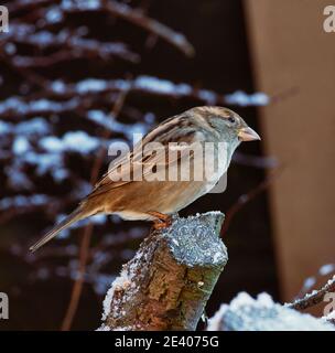 Gli uccelli da giardino si affidano all'alimentazione degli uccelli durante gli inverni duri nel REGNO UNITO Foto Stock