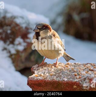 Gli uccelli da giardino si affidano all'alimentazione degli uccelli durante gli inverni duri nel REGNO UNITO Foto Stock