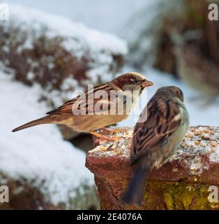 Gli uccelli da giardino si affidano all'alimentazione degli uccelli durante gli inverni duri nel REGNO UNITO Foto Stock