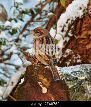 Gli uccelli da giardino si affidano all'alimentazione degli uccelli durante gli inverni duri nel REGNO UNITO Foto Stock