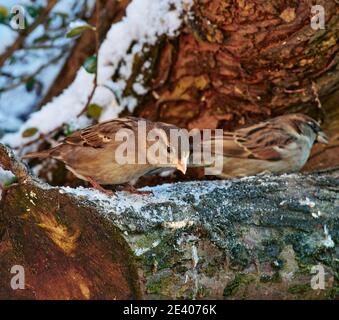 Gli uccelli da giardino si affidano all'alimentazione degli uccelli durante gli inverni duri nel REGNO UNITO Foto Stock