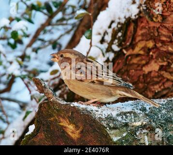 Gli uccelli da giardino si affidano all'alimentazione degli uccelli durante gli inverni duri nel REGNO UNITO Foto Stock