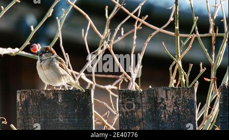 Gli uccelli da giardino si affidano all'alimentazione degli uccelli durante gli inverni duri nel REGNO UNITO Foto Stock