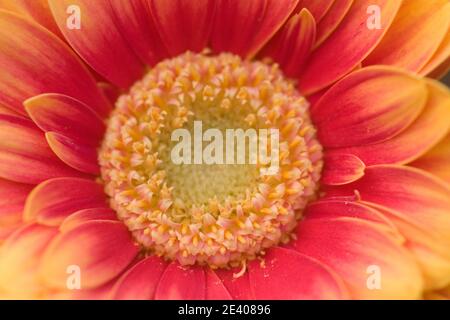 Testa di gerbera rosa e gialla Foto Stock