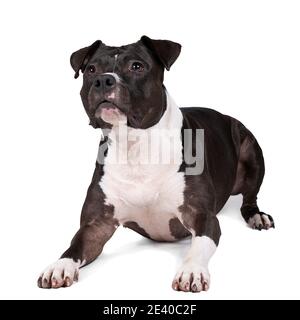 Ritratto di bruno americano Staffordshire terrier (amstaff) mentire. American Stafford cane con perfetto corpo muscolare e bella faccia riposo Foto Stock