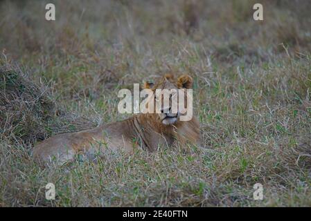 Un leone giaceva sull'erba. Un gran numero di animali migrano al Masai Mara National Wildlife Refuge in Kenya, Africa. 2016. Foto Stock