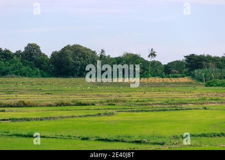 Il bordo della foresta pluviale e l'inizio della baia del riso, piantagione di verdure. Molti garzetti raccolgono cibo sotto forma di insetti acquatici e piccoli Foto Stock