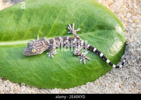 Gecko (Gekko sp,) dalla Thailandia su una foglia verde Foto Stock