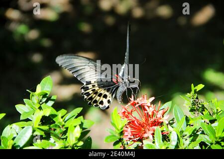 Enorme farfalla (12 cm) raccoglie nettare da un fiore di gelsomino dell'india occidentale (Ixora coccinea). Farfalla a coda di rondine Polimnestor (Papilio Polimnestor) Foto Stock